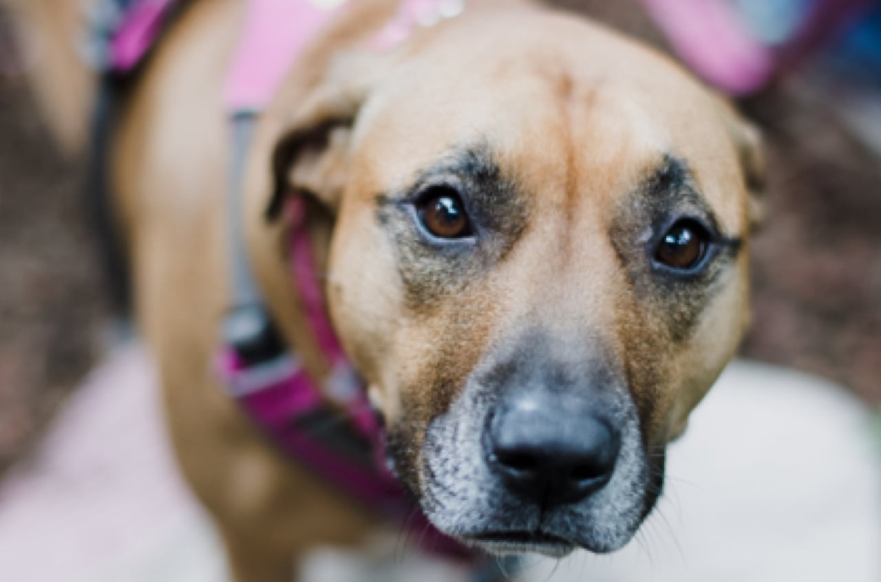 dog-breeder_52